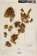 Echinocereus cinerascens image