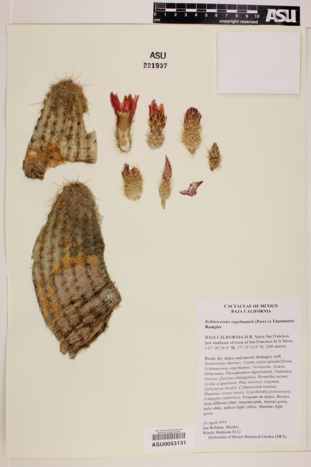 Echinocereus rebmanii image