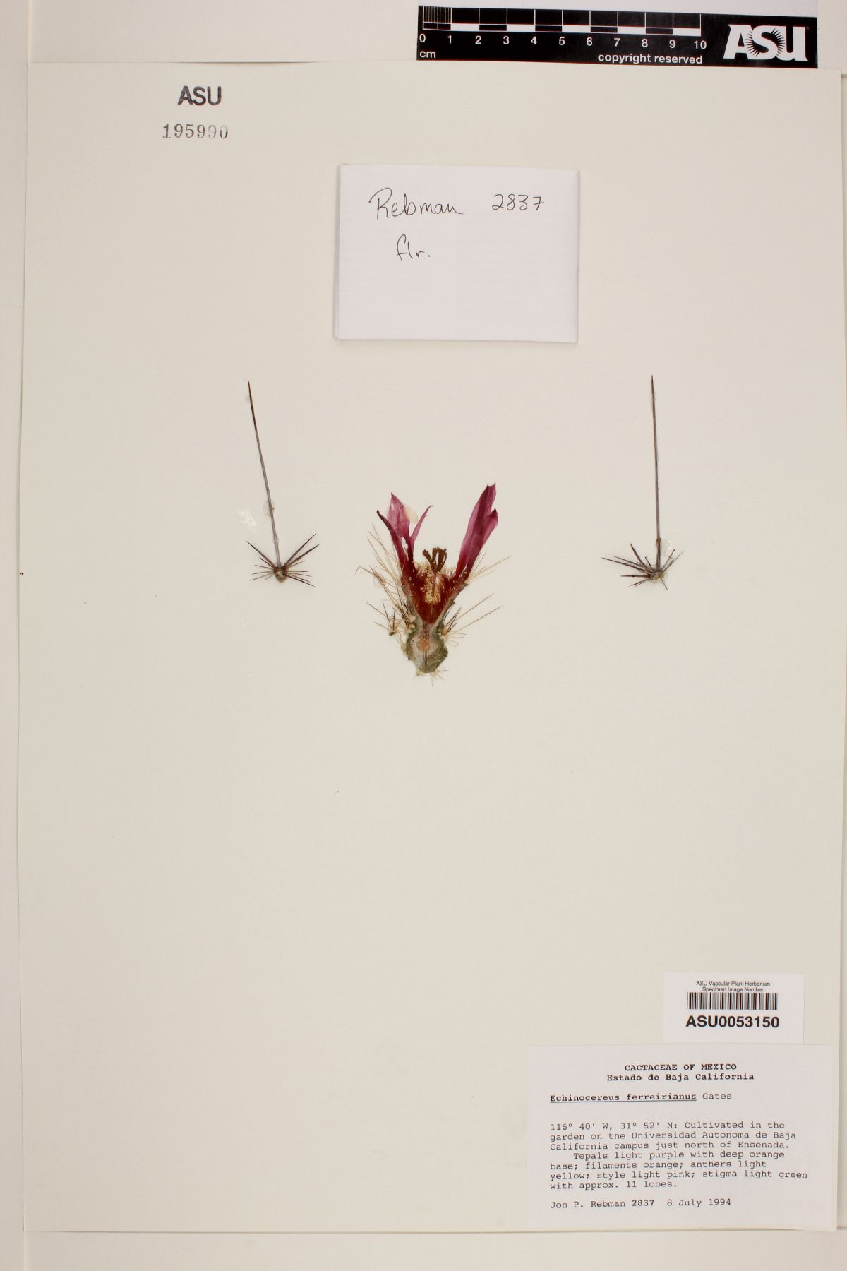 Echinocereus ferreirianus image