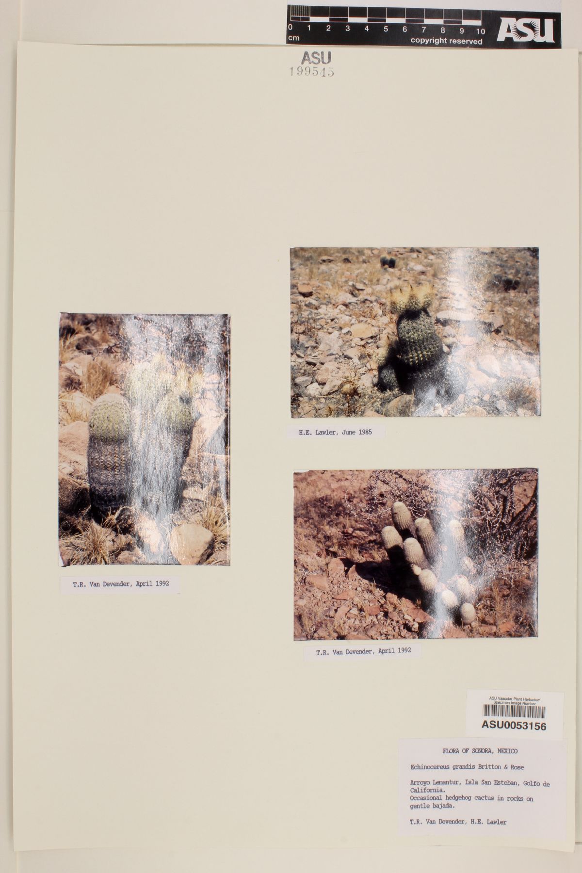Echinocereus grandis image