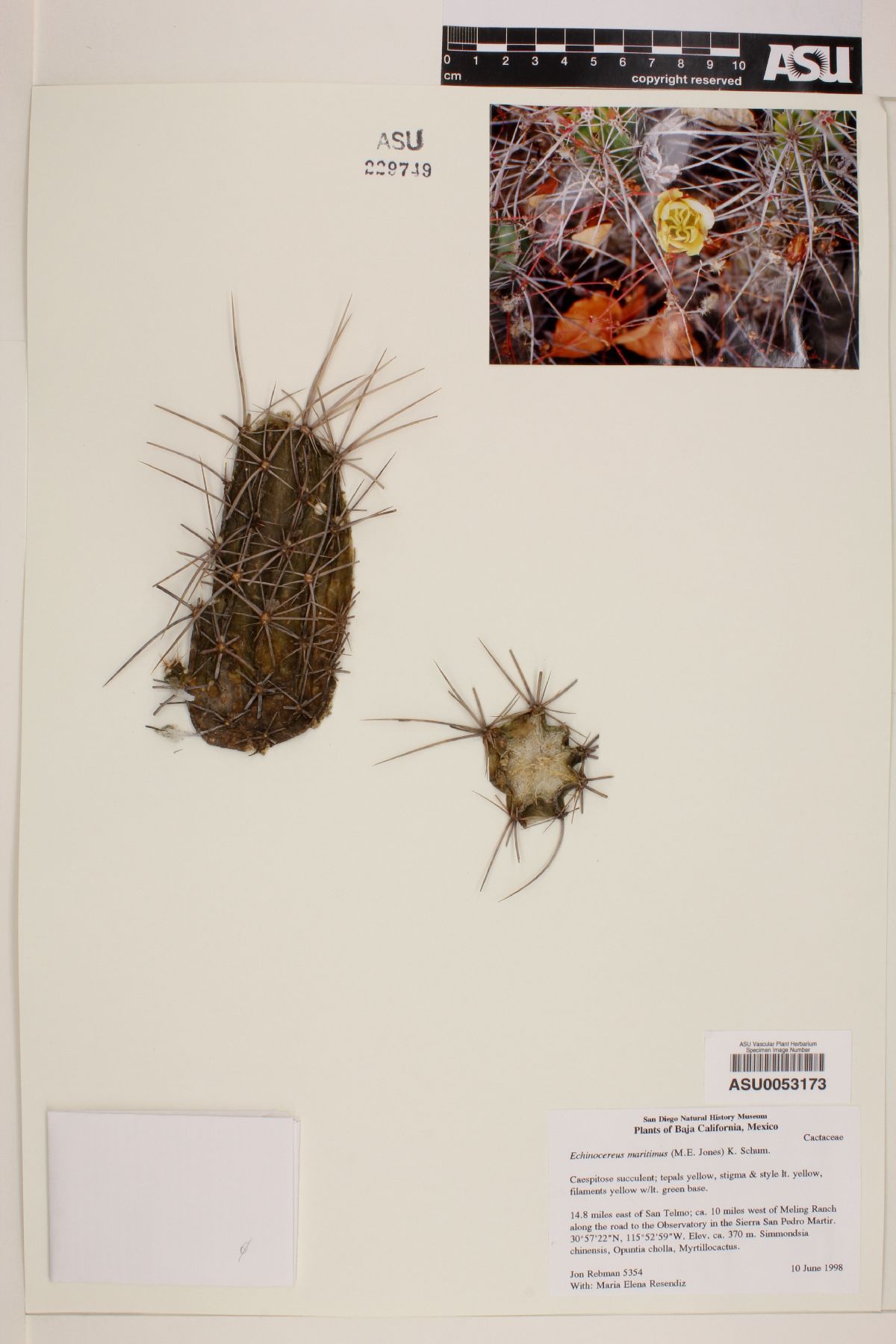 Echinocereus maritimus image