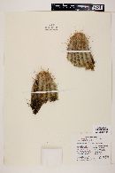 Echinocereus pacificus image
