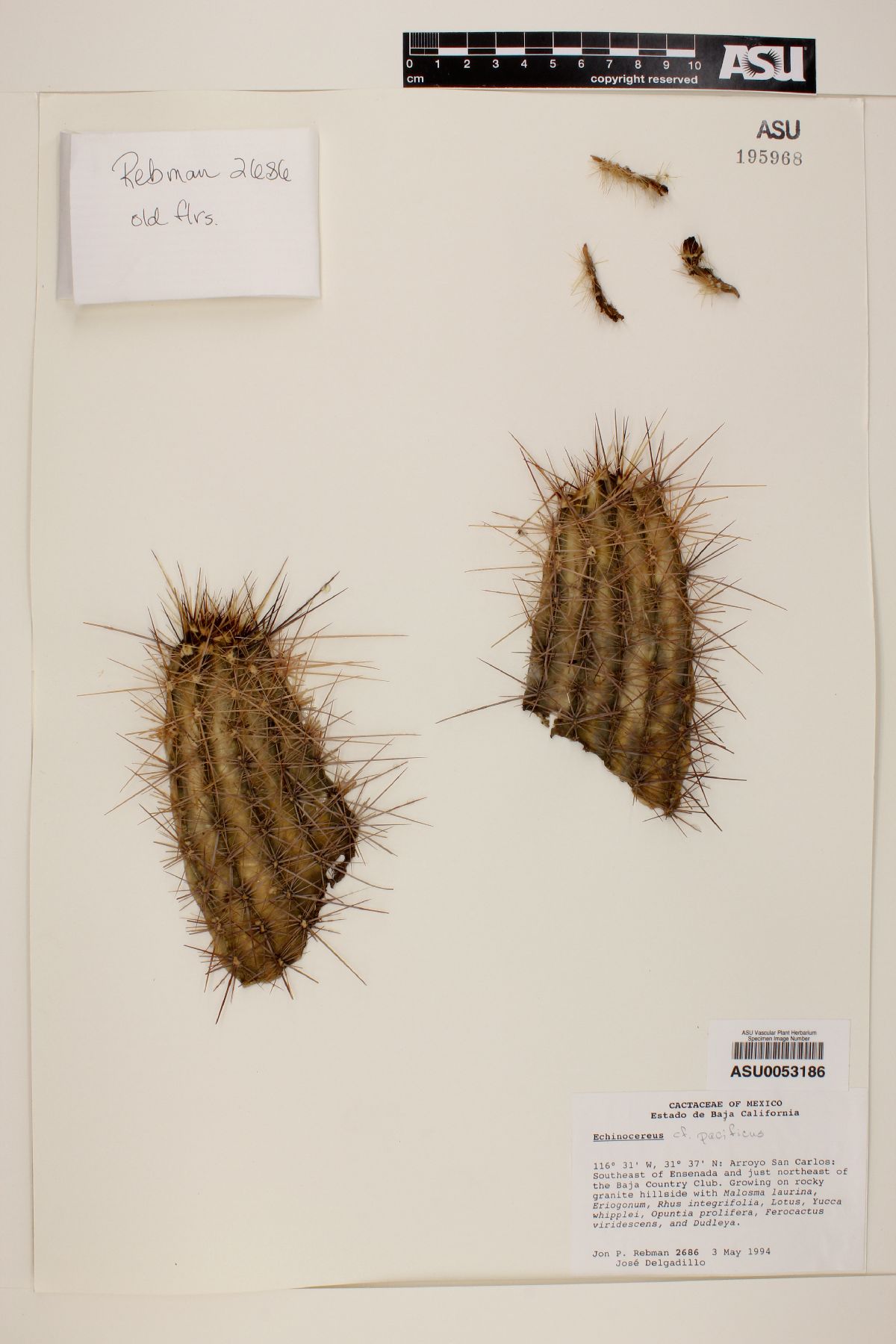 Echinocereus pacificus image