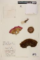 Echinocereus pectinatus image