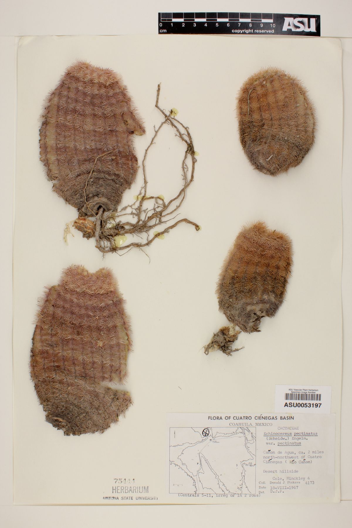 Echinocereus pectinatus image