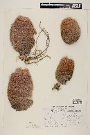 Echinocereus pectinatus var. pectinatus image