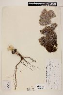 Echinocereus pectinatus var. pectinatus image