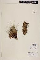 Echinocereus rayonesensis image