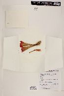 Echinocereus scheeri var. obscuriensis image