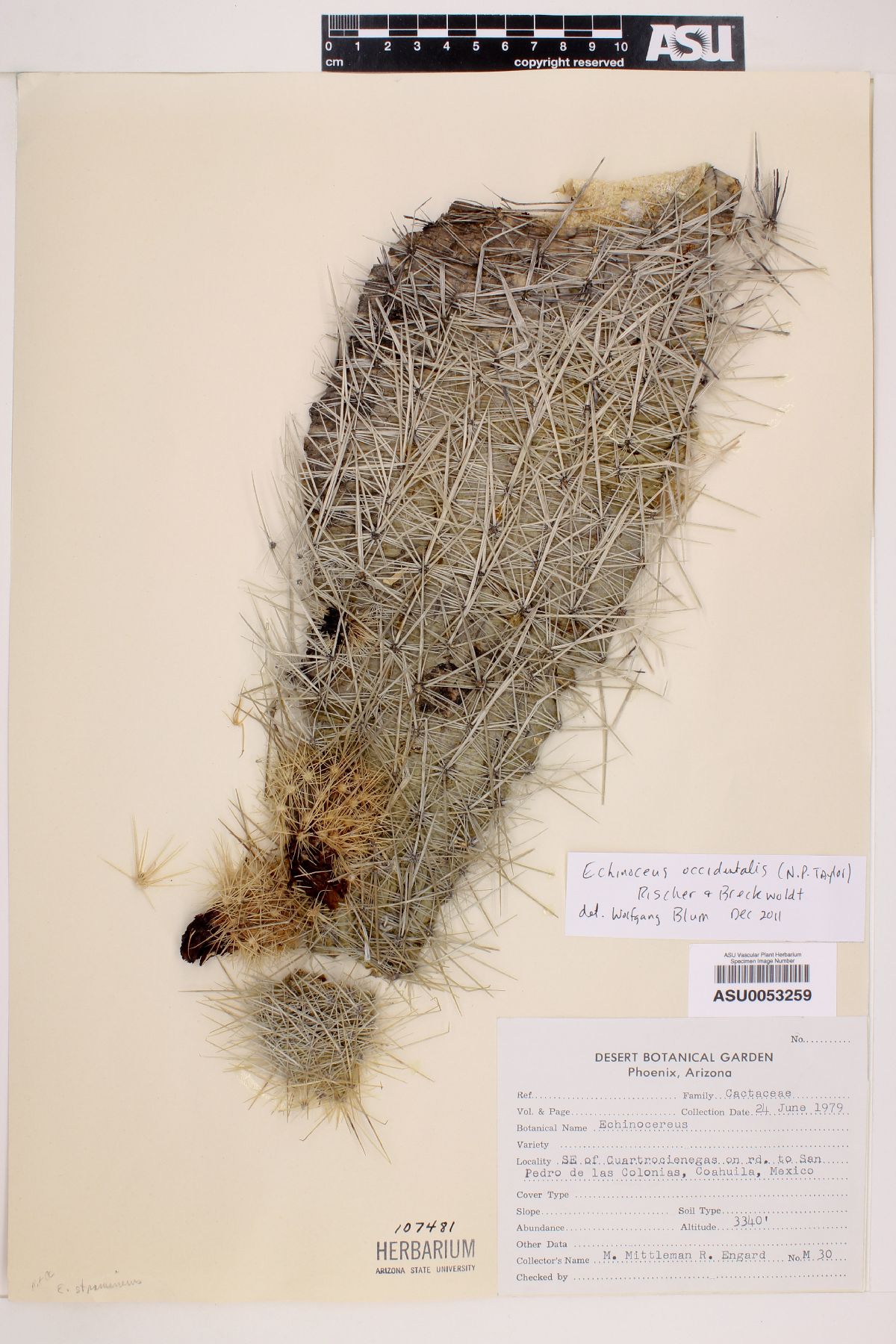 Echinocereus occidentalis ssp. breckwoldtiorum image
