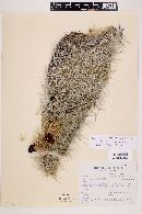 Echinocereus occidentalis image