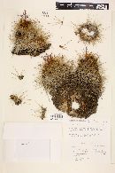Echinocereus occidentalis image