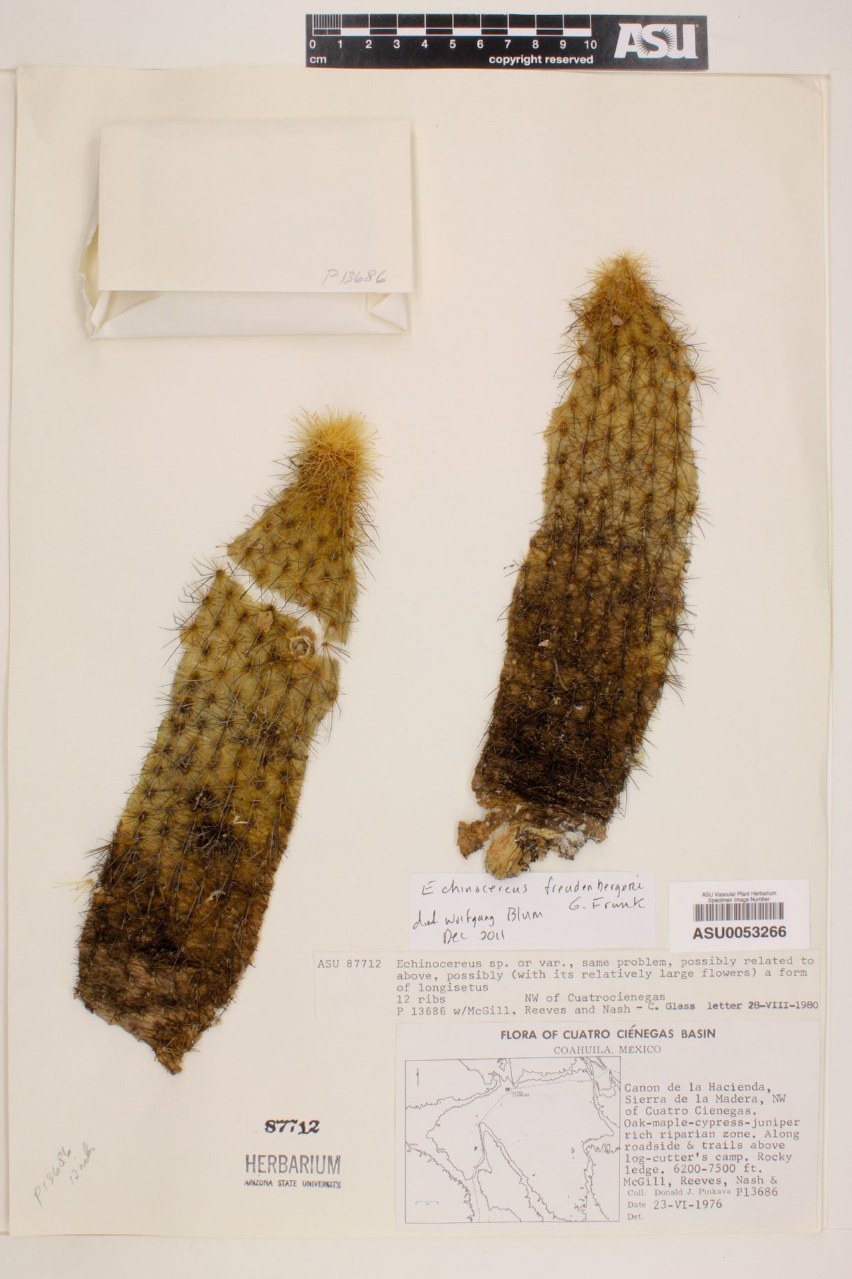 Echinocereus freudenbergeri image