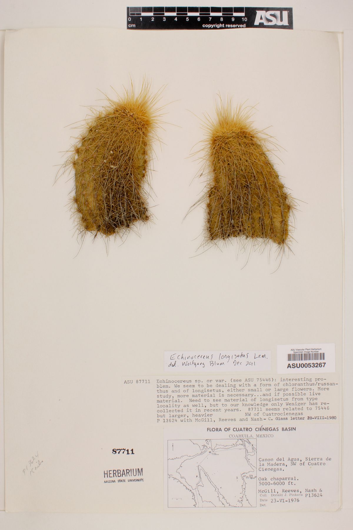Echinocereus longisetus image