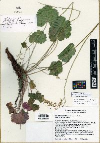 Heuchera inconstans image