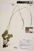 Heuchera parvifolia var. flavescens image