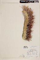 Ferocactus johnstonianus image
