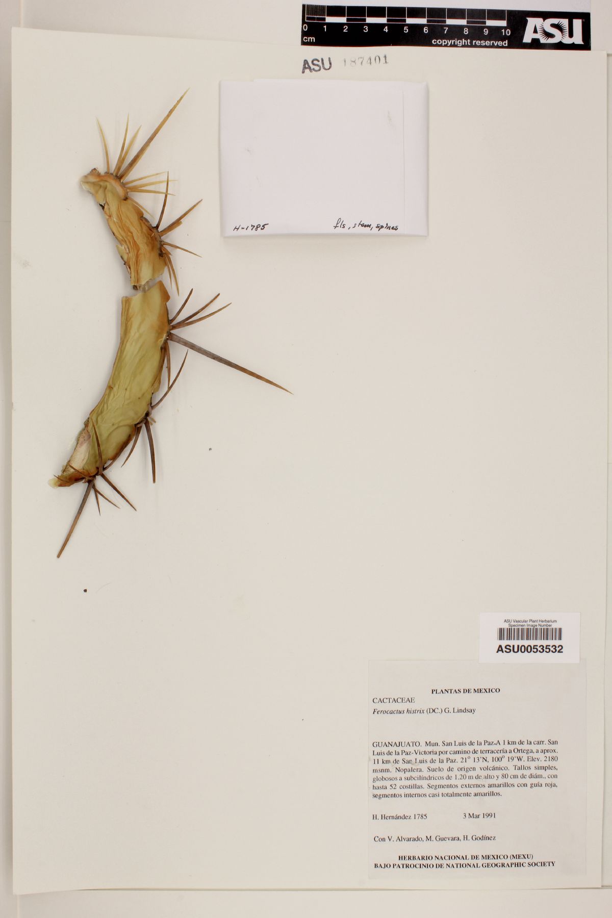 Ferocactus histrix image