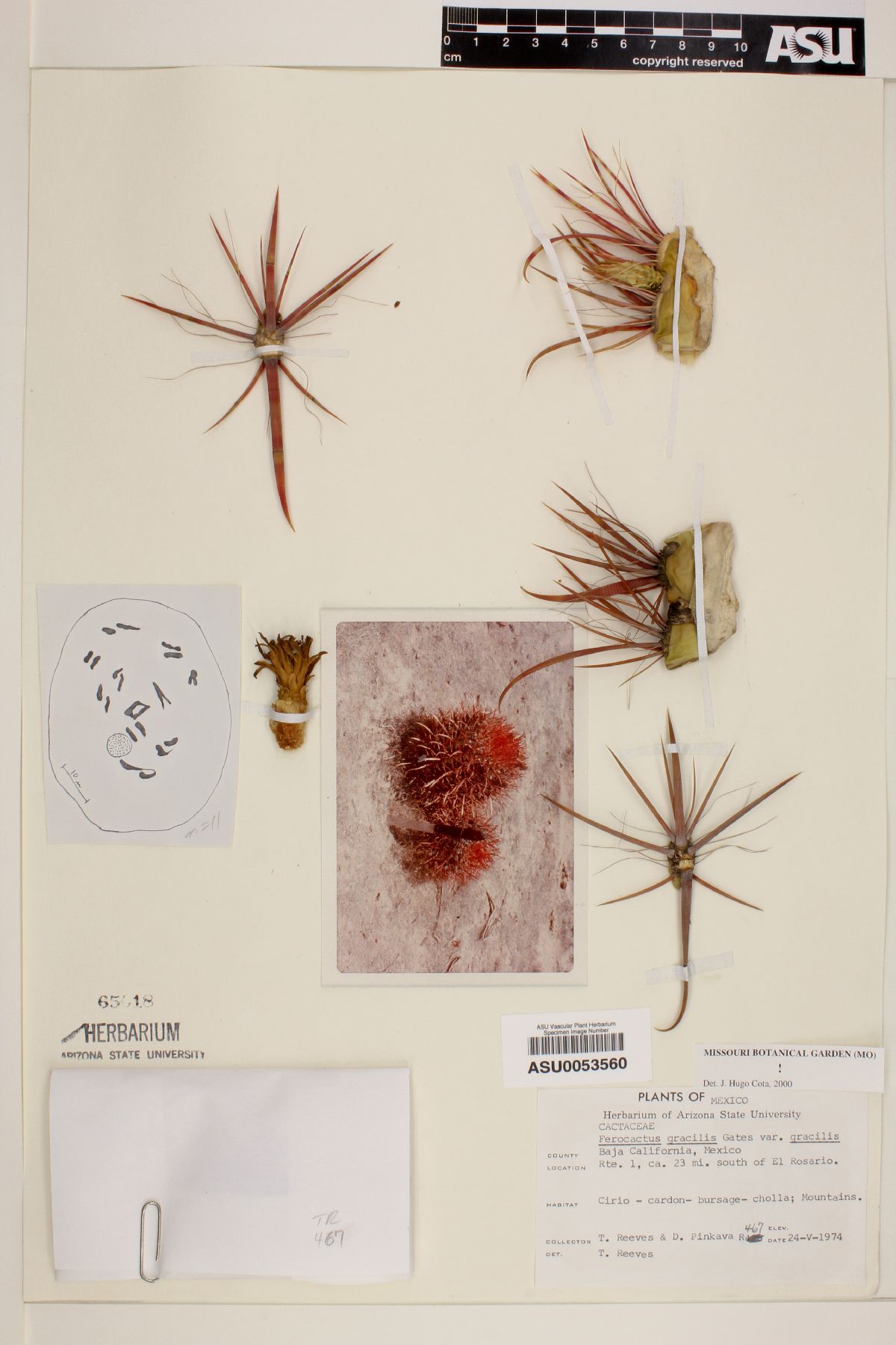 Ferocactus gracilis image