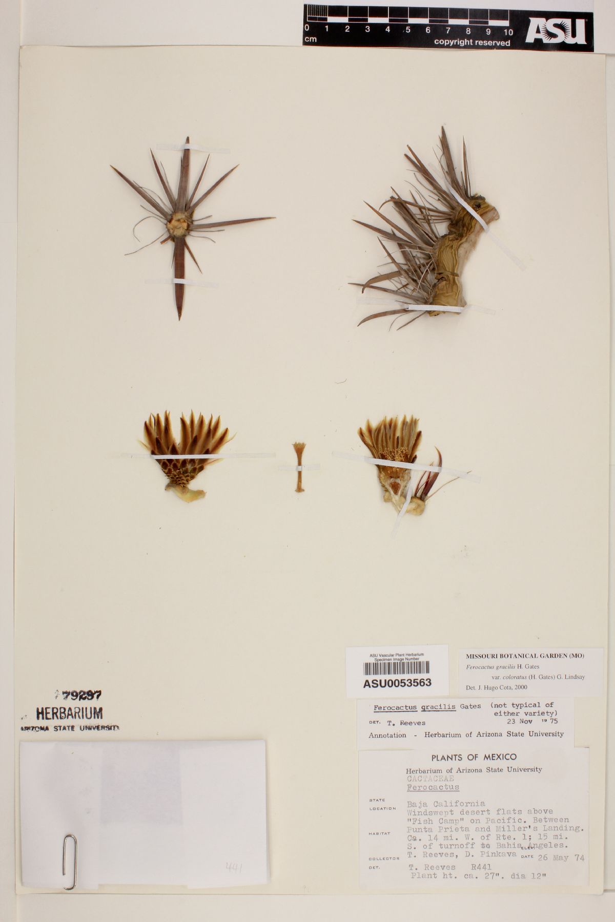 Ferocactus gracilis image