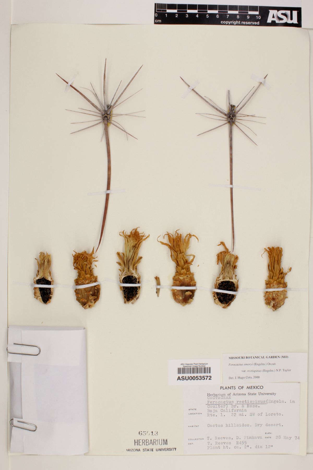Ferocactus emoryi subsp. rectispinus image