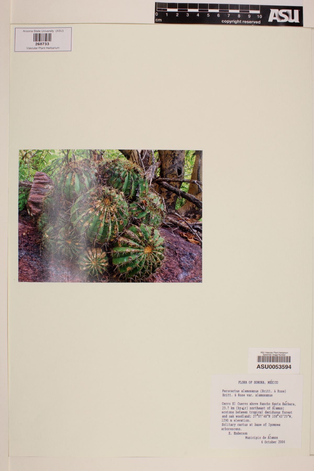Ferocactus alamosanus var. alamosanus image