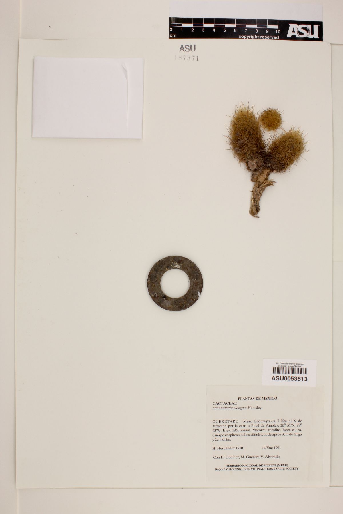 Mammillaria elongata image
