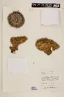 Mammillaria formosa image