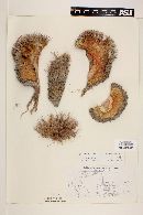 Mammillaria grusonii image