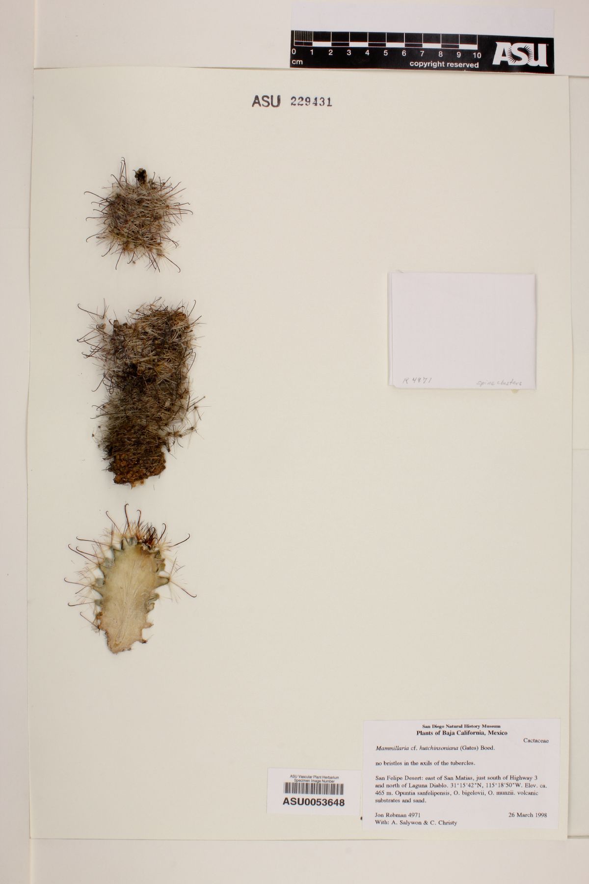 Mammillaria hutchisoniana image