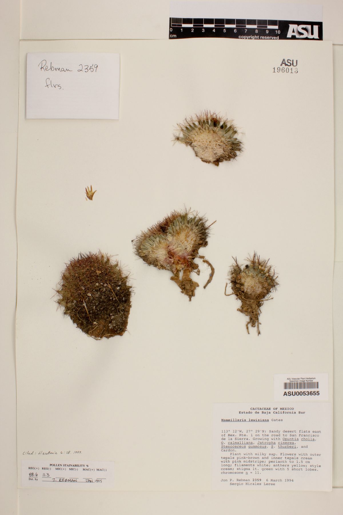 Mammillaria lewisiana image