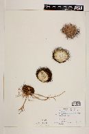 Mammillaria standleyi image