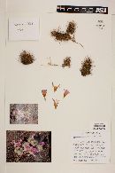 Mammillaria schumannii image