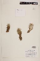 Mammillaria tetrancistra image