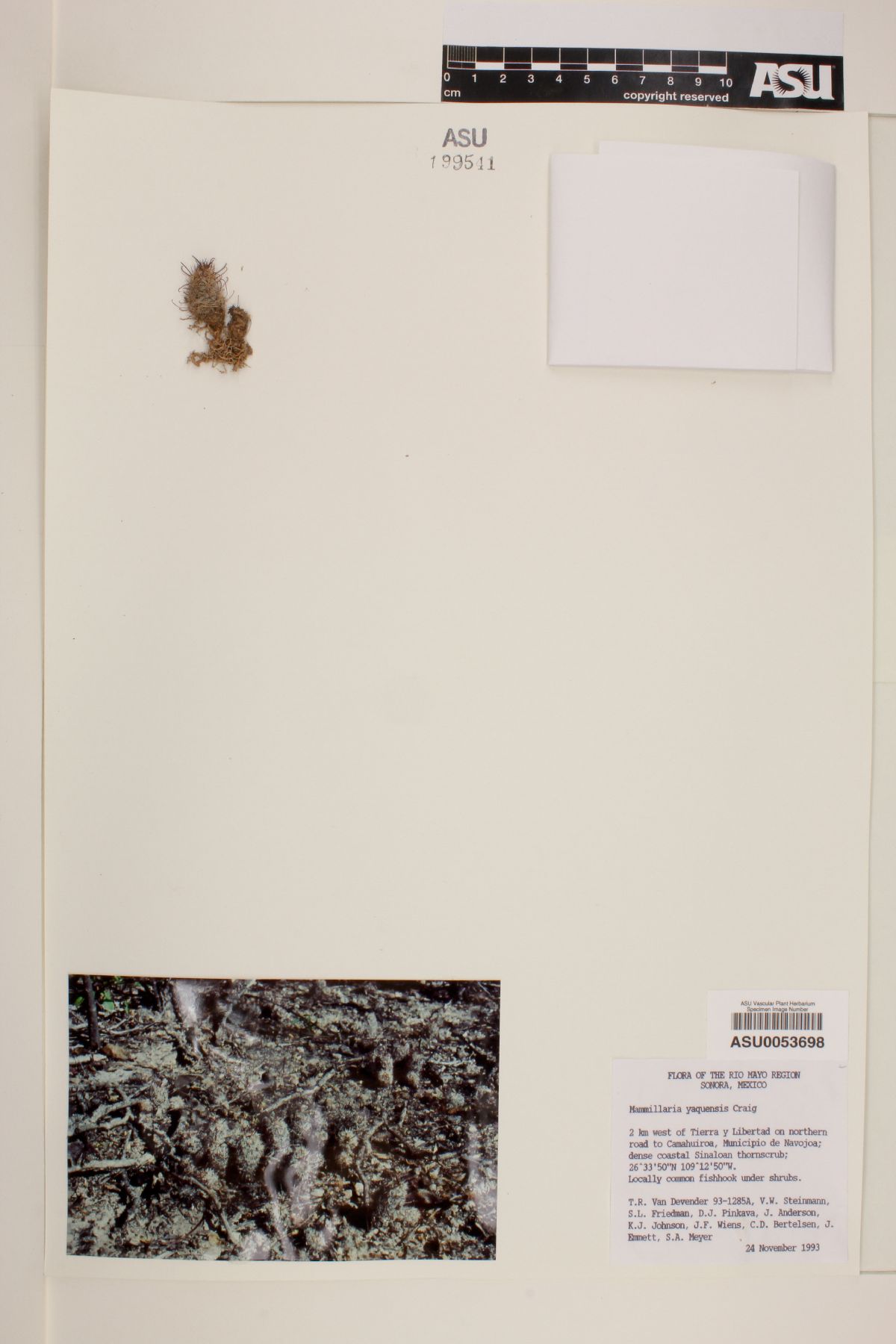 Mammillaria yaquensis image
