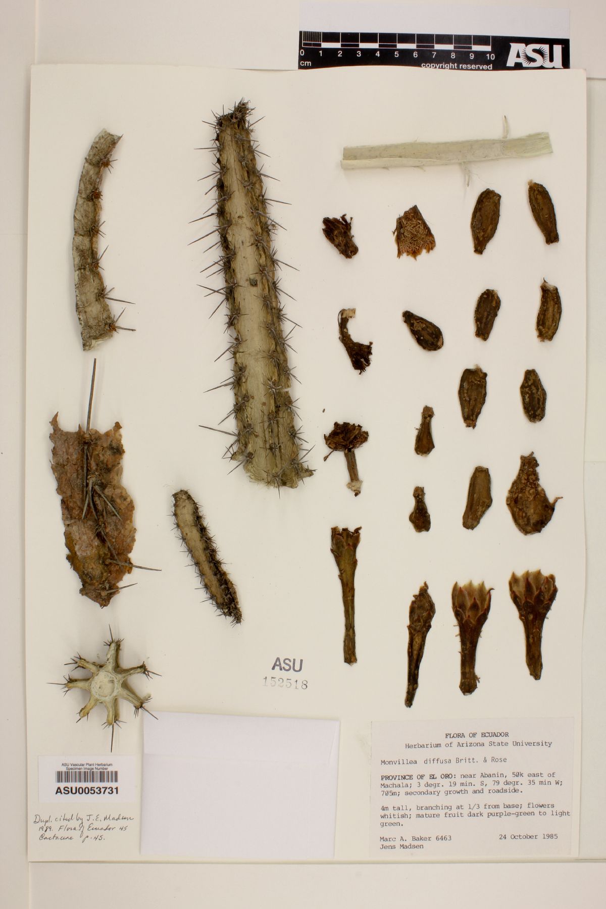 Cereus diffusus image