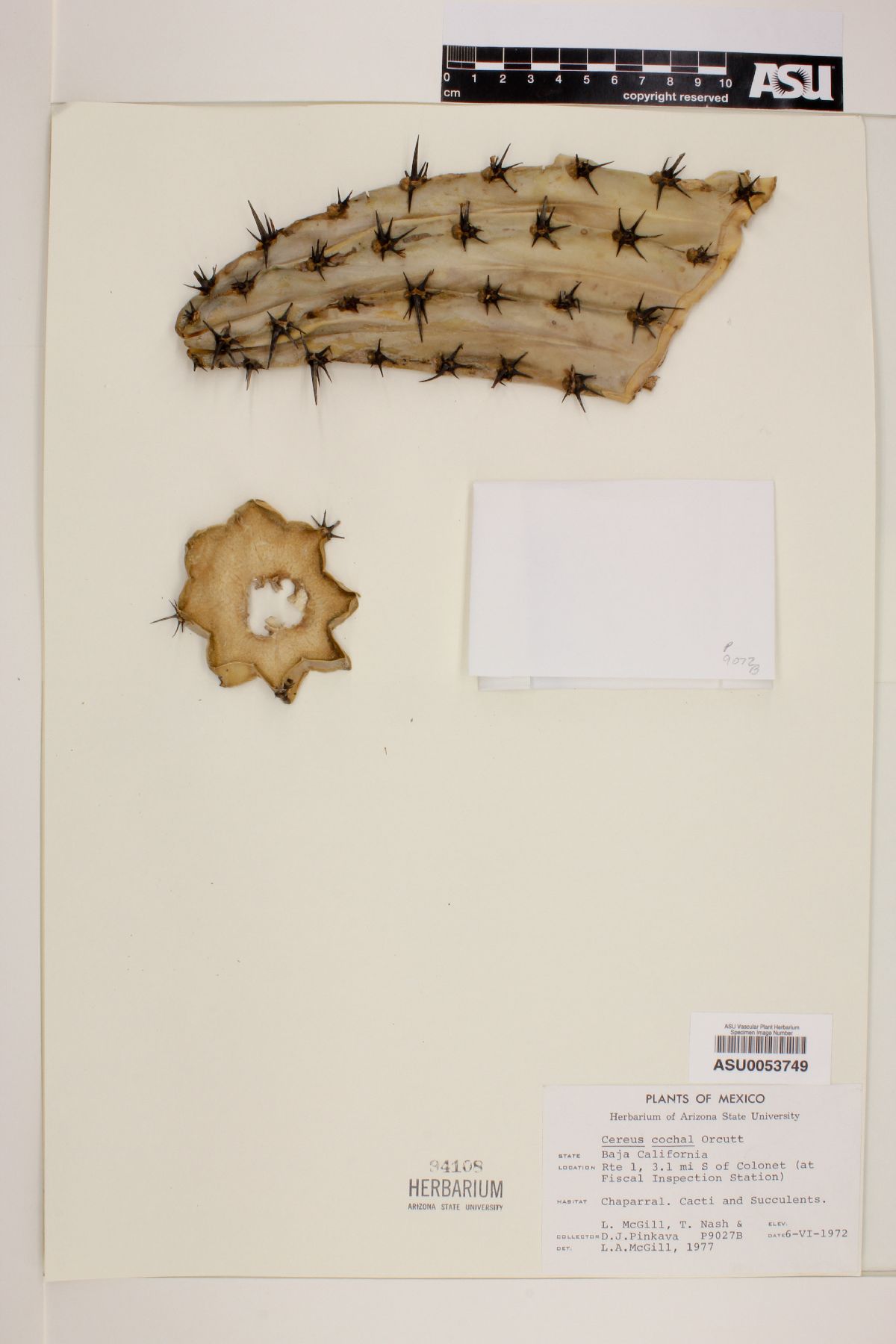 Cereus cochal image