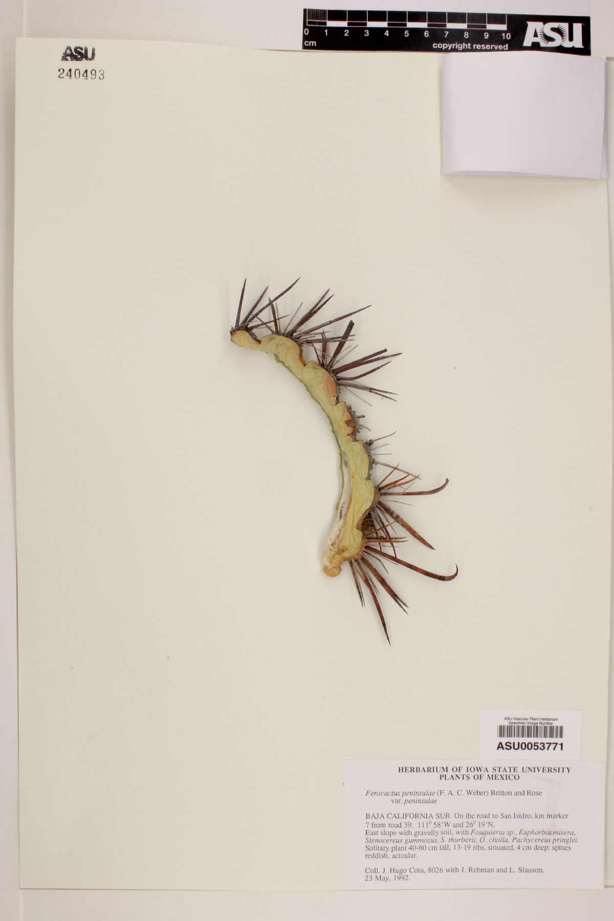 Ferocactus peninsulae image