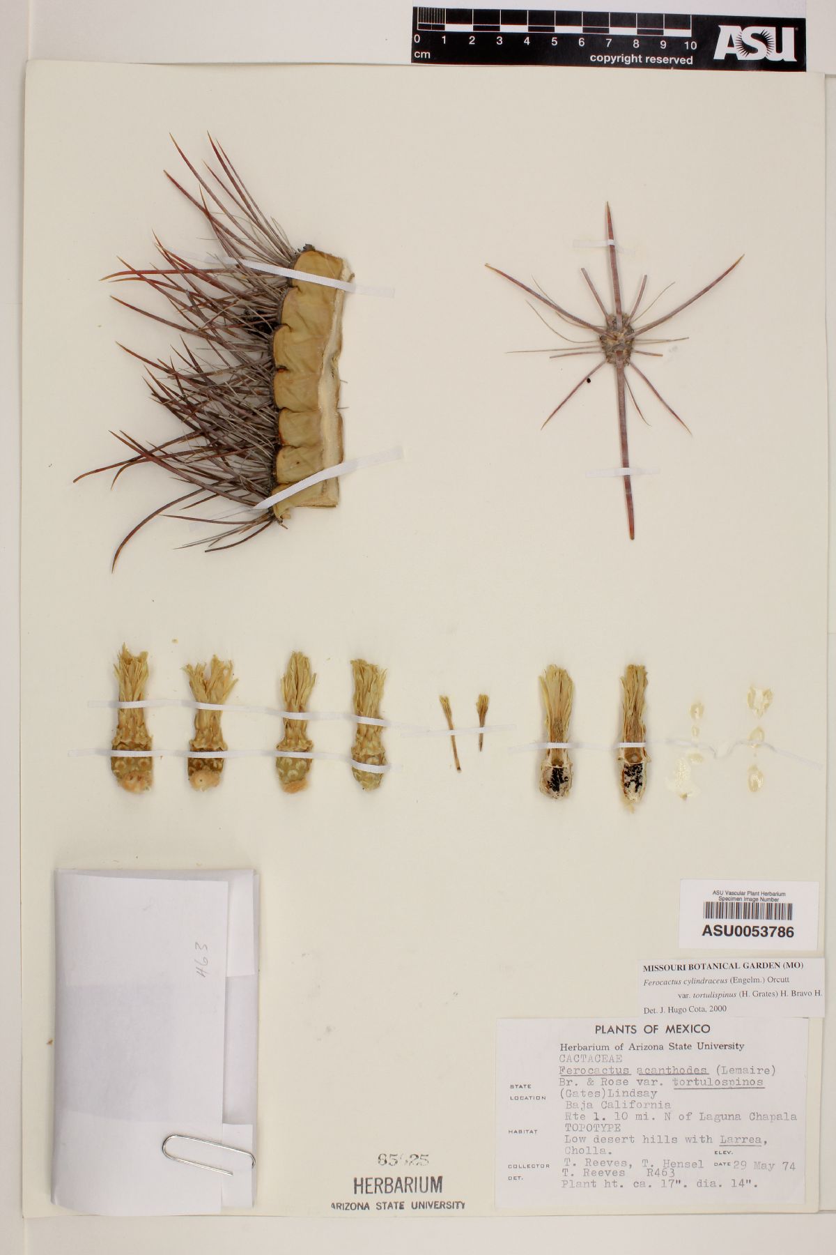 Ferocactus cylindraceus subsp. tortulispinus image