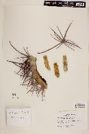 Ferocactus cylindraceus subsp. tortulispinus image