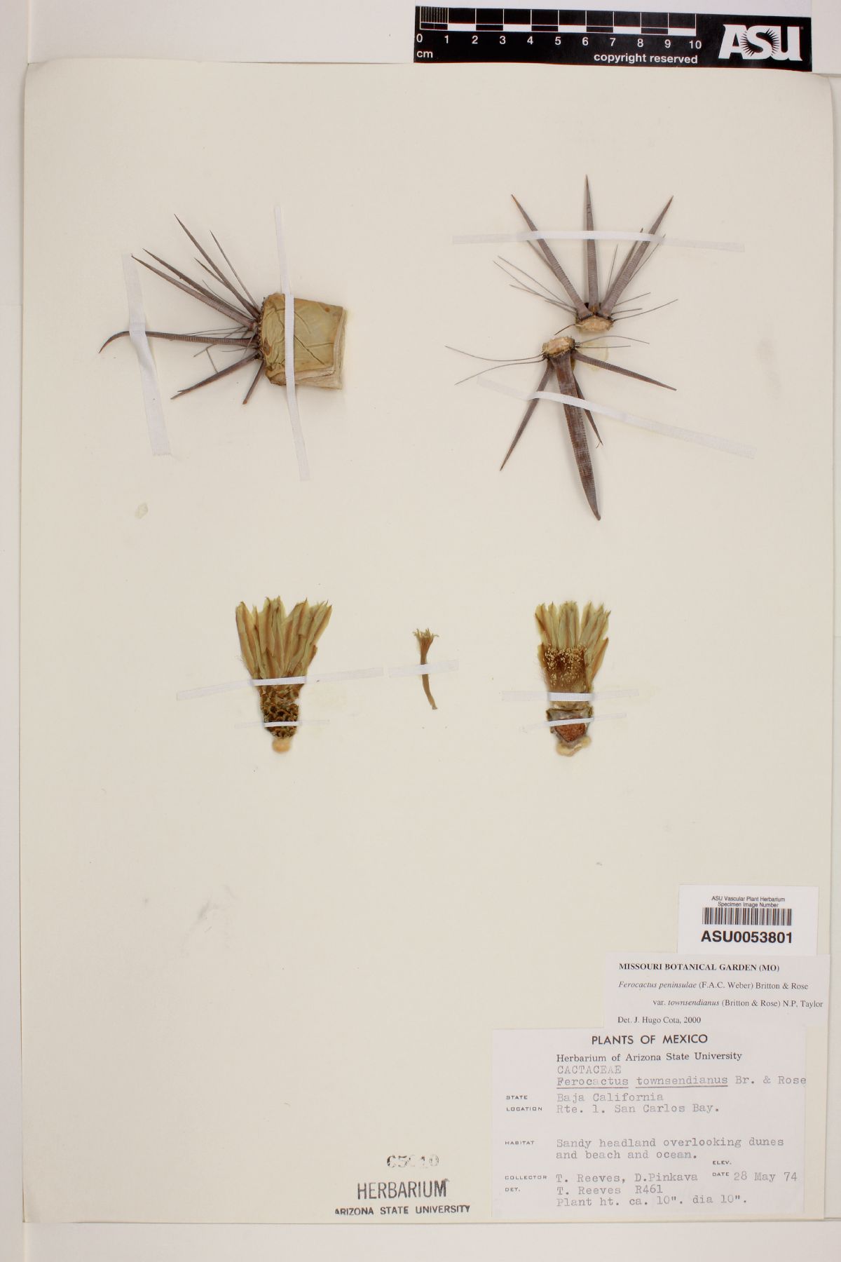 Ferocactus townsendianus var. townsendianus image