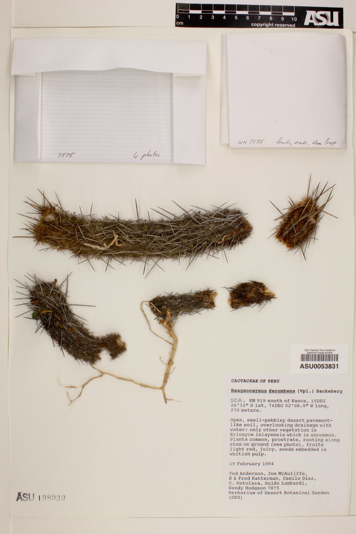 Haageocereus decumbens image