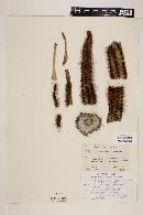 Pachgerocereus orcuttii image