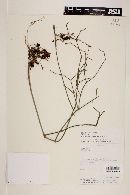 Rhipsalis cereuscula image