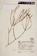 Rhipsalis grandiflora image