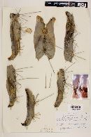 Lemaireocereus pruinosus image