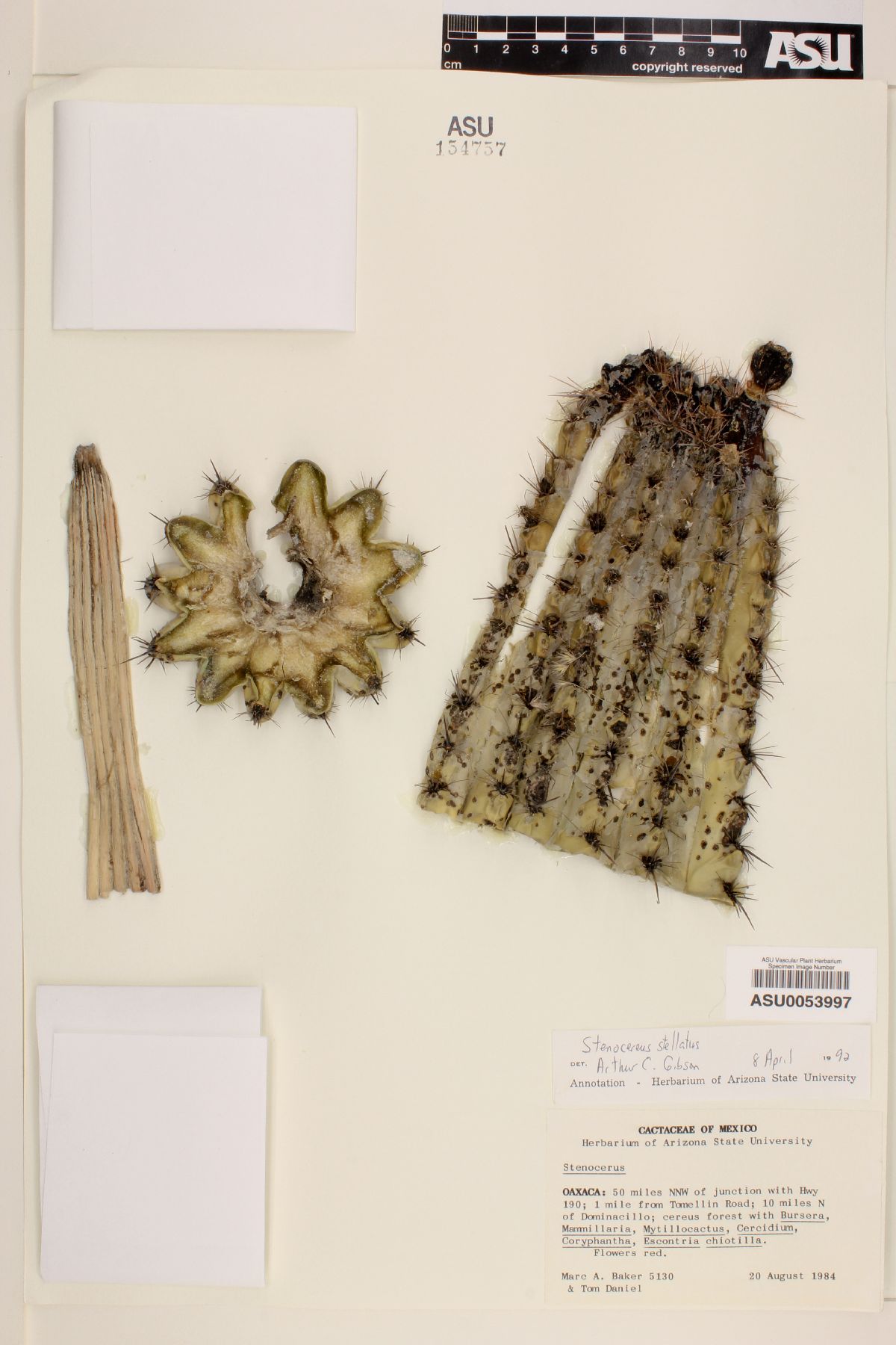 Cereus stellatus image