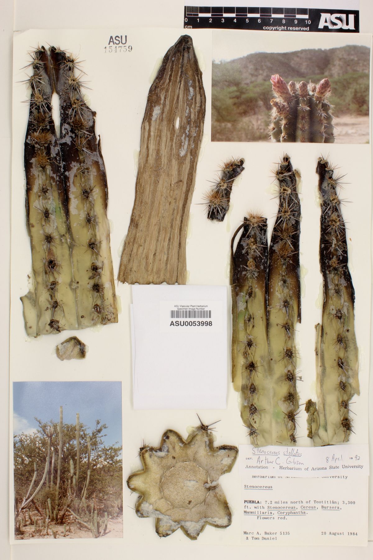 Stenocereus stellatus image