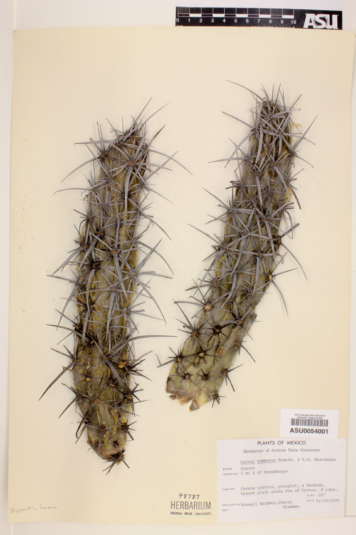 Cereus gummosus image
