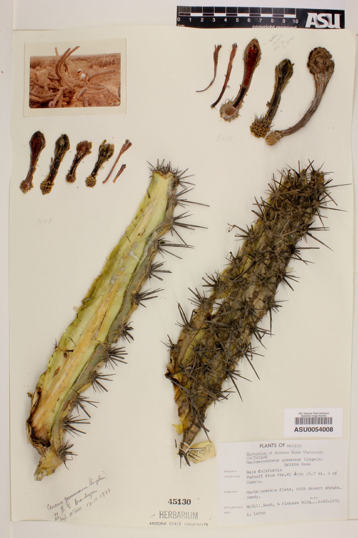 Cereus gummosus image